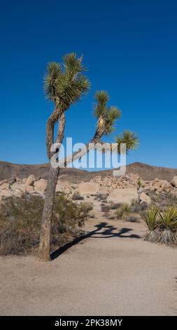 Joshua Trees (Yucca brevifolia) vor großen Felsen und Felsen im Hidden Valley Nature Trail Area im Joshua Tree National Park, Kalifornien Stockfoto