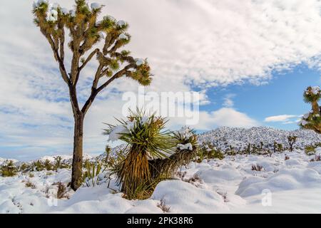 Die Landschaft des Joshua Tree-Nationalparks nach einem Schneesturm Stockfoto