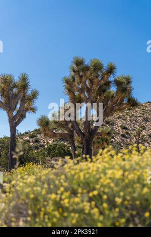 Joshua-Bäume mit gelben Wildblumen im Vordergrund und einem klaren blauen Himmel. Stockfoto