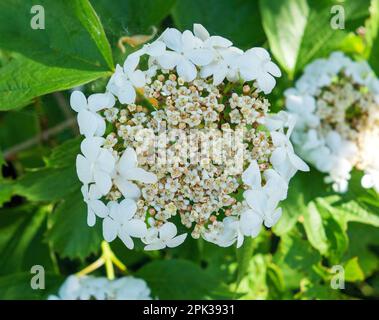 Nahaufnahme des Blumenkopfes einer Guelder-Rose oder Guelder-Rose (Viburnum opulus) Stockfoto