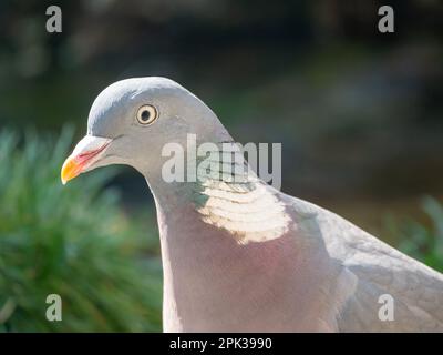 Porträt der gewöhnlichen Holztaube Columba palumbus im Garten, Niederlande Stockfoto