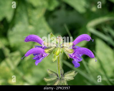 Meadow Clary, Salvia pratensis, Nahaufnahme der Blumen im Garten, Niederlande Stockfoto
