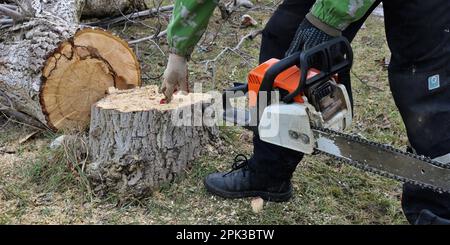 Holzfäller mit einer Kettensäge in der Hand berührt das lose Innere eines Stumpfes eines alten, gesägten Baumes in einem Wald oder Park und untersucht einen faulen Stumpf Stockfoto
