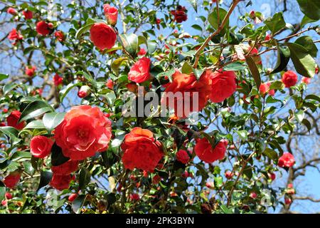 Camellia japonica „Anna M Page“ in Blume Stockfoto