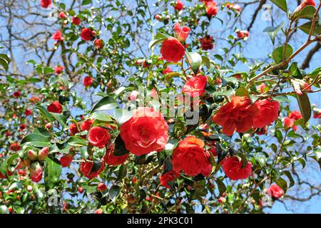 Camellia japonica „Anna M Page“ in Blume Stockfoto
