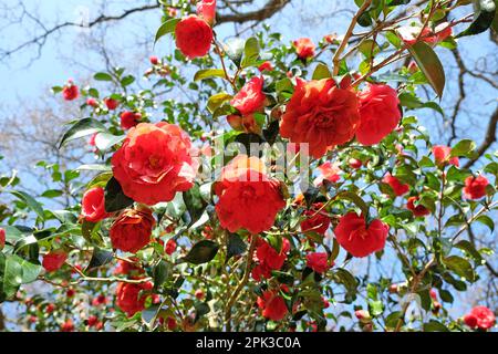 Camellia japonica „Anna M Page“ in Blume Stockfoto