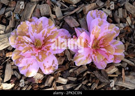 Blassende rosafarbene Camellia japonica-Blumen. Stockfoto