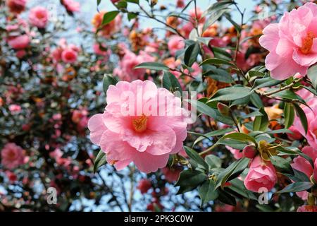 Rosa Camellia japonica in Blume Stockfoto