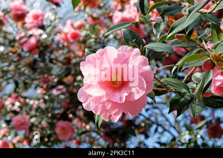 Rosa Camellia japonica in Blume Stockfoto