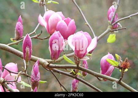 Magnolia soulangeana „Triumphans“ in Blüte. Stockfoto