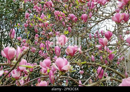 Magnolia soulangeana „Triumphans“ in Blüte. Stockfoto