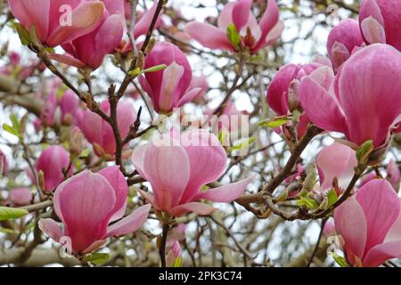 Magnolia soulangeana „Triumphans“ in Blüte. Stockfoto