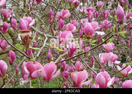 Magnolia soulangeana „Triumphans“ in Blüte. Stockfoto