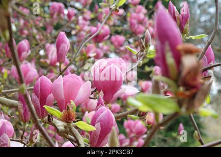 Magnolia soulangeana „Triumphans“ in Blüte. Stockfoto