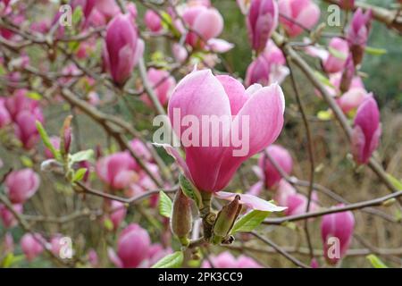 Magnolia soulangeana „Triumphans“ in Blüte. Stockfoto