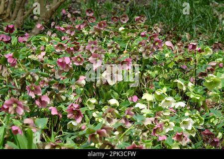 Helleborus hybridus oder Blütenhellebores. Stockfoto