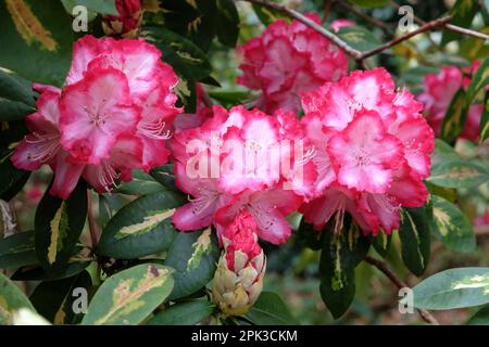 Rhododendron "Präsident Roosevelt" in Blüte. Stockfoto