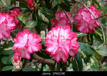 Rhododendron "Präsident Roosevelt" in Blüte. Stockfoto