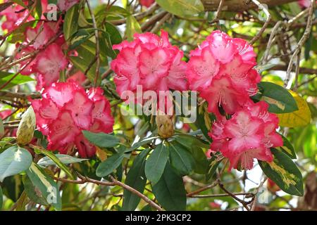 Rhododendron "Präsident Roosevelt" in Blüte. Stockfoto