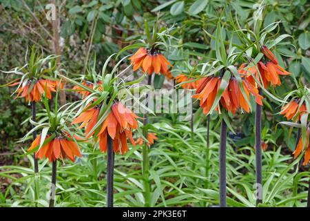 Krone Imperiale „Rote Schönheit“ in Blüte. Stockfoto