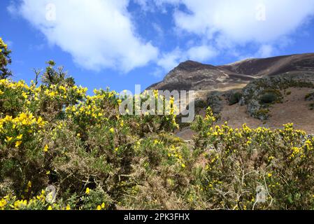 Grasmoor Fell, östlich von Crummock Water, Lake District, Cumbria, Großbritannien. Aus dem B5289. Jahrhundert. Gänsebüsche (Ulex europaeus) Anfang April Stockfoto