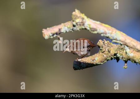 Wren, Troglodytes troglodytes, hoch oben auf einem mit Flechten bedeckten Ast. Nach links schauen Stockfoto