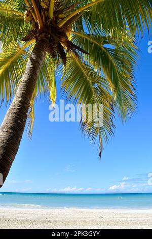 Eine Palme am 7-Meilen-Strand in Negril, Jamaika. Stockfoto