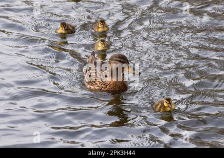 London, Großbritannien. 5. April 2023 Neugeborene Stockenten gehen mit ihrer Mutter in einem Park-See schwimmen. Stockfoto