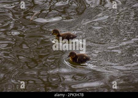 London, Großbritannien. 5. April 2023 Neugeborene Stockentchen gehen in einem Park-See schwimmen. Stockfoto