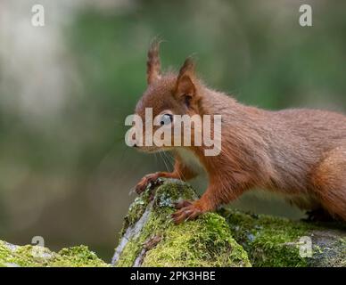 Seitenansicht eines alarmierten britischen Roten Eichhörnchens (Sciurus vulgaris) Stockfoto