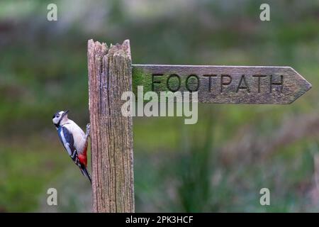 Ein weiblicher Großspecht, (Dendrocopos Major), hoch oben an einem alten hölzernen Fußgängerschild. North Yorkshire, Großbritannien Stockfoto