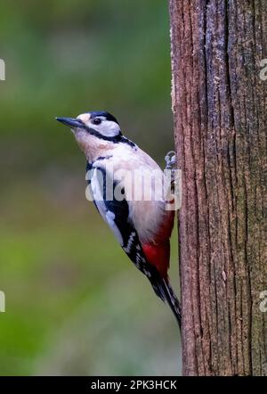 Ein weiblicher Großspecht, (Dendrocopos Major), hoch oben auf einem Holzpfosten Stockfoto