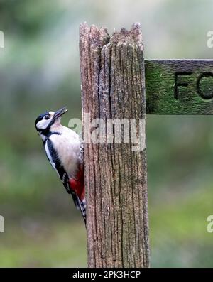 Ein weiblicher Großspecht, (Dendrocopos Major), hoch oben an einem alten hölzernen Fußgängerschild. North Yorkshire, Großbritannien Stockfoto