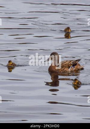 London, Großbritannien. 5. April 2023 Neugeborene Stockenten gehen mit ihrer Mutter in einem Park-See schwimmen. Stockfoto