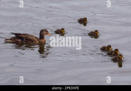 London, Großbritannien. 5. April 2023 Neugeborene Stockenten gehen mit ihrer Mutter in einem Park-See schwimmen. Stockfoto