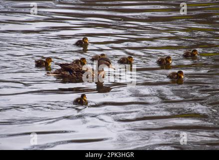 London, Großbritannien. 5. April 2023 Neugeborene Stockenten gehen mit ihrer Mutter in einem Park-See schwimmen. Stockfoto