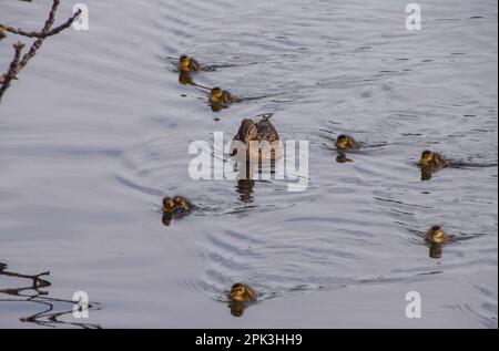 London, Großbritannien. 5. April 2023 Neugeborene Stockenten gehen mit ihrer Mutter in einem Park-See schwimmen. Stockfoto