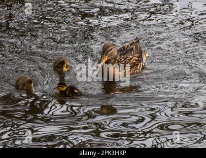 London, Großbritannien. 5. April 2023 Neugeborene Stockenten gehen mit ihrer Mutter in einem Park-See schwimmen. Stockfoto