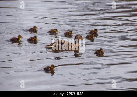 London, Großbritannien. 5. April 2023 Neugeborene Stockenten gehen mit ihrer Mutter in einem Park-See schwimmen. Stockfoto