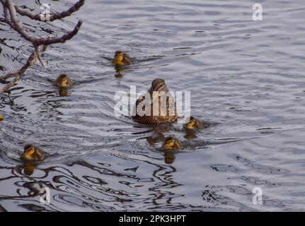 London, Großbritannien. 5. April 2023 Neugeborene Stockenten gehen mit ihrer Mutter in einem Park-See schwimmen. Stockfoto