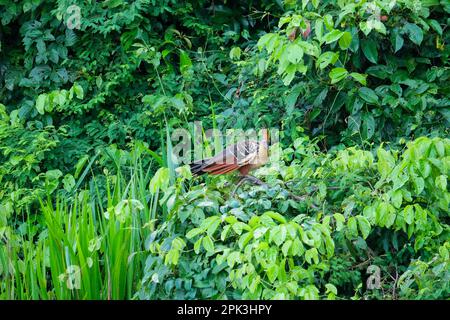 Hoatzin steht auf einem Ast in der Nähe des Sandoval Lake Puerto Maldonado Amazonas. Hoatzin hat orangefarbenen Mohawk, blaue Gesichtshaut und einen stumpfen Schirm. Stockfoto