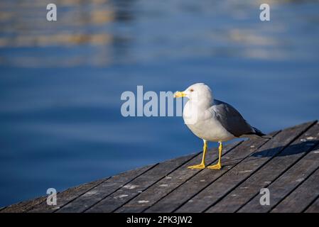 Europäische Heringsmull (Larus argentatus) im alten Hafen von Barcelona (Katalonien, Spanien) ESP: Gaviota argéntea (Larus argentatus) en Barcelona, España Stockfoto