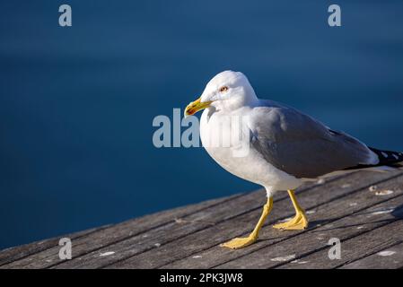 Europäische Heringsmull (Larus argentatus) im alten Hafen von Barcelona (Katalonien, Spanien) ESP: Gaviota argéntea (Larus argentatus) en Barcelona, España Stockfoto