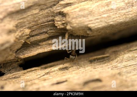 Gartenameise (Gattung Lasius) allein auf einem hölzernen Untergrund, Makrofotografie, Insekten, Hymenoptera Stockfoto