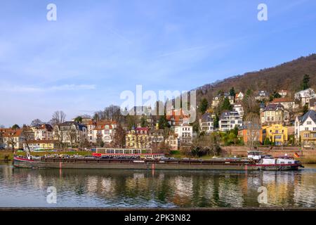 Das Schiff MINERVA, das den Neckar hinuntersegelt und Schrott transportiert, passiert die Altstadt von Heidelberg, Baden-Württemberg, Deutschland, Europa. Stockfoto