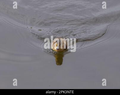 London, England, Großbritannien. 5. April 2023. Ein neugeborenes Stockentchen geht im St. James's Park schwimmen. (Kreditbild: © Vuk Valcic/ZUMA Press Wire) NUR REDAKTIONELLE VERWENDUNG! Nicht für den kommerziellen GEBRAUCH! Stockfoto