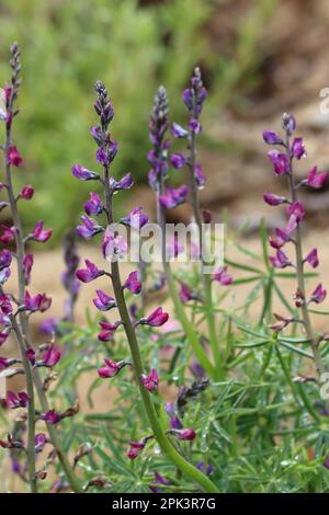 Lila blühende Rassemblüten Blüten von Lupinus truncatus, Fabaceae, einheimisches jährliches Kraut in den Santa Monica Bergen, Querstreifen, Winter. Stockfoto