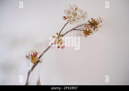 Zweig eines Kirschbaums mit weißen Blüten in Vase auf weißem Hintergrund. Inneneinrichtung. Speicherplatz kopieren Stockfoto