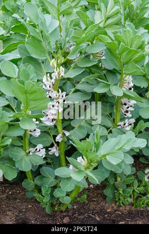 Dicke Bohne Witkiem Manita, Vicia faba, Witkiem Manita, Blütenpflanzen, früh reifende Sorte, Stockfoto