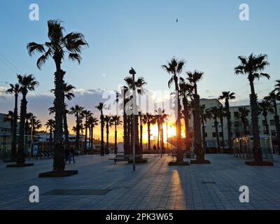 Palmen bei Sonnenuntergang. Plaza del Mar, Barceloneta, Barcelona, Katalonien, Spanien. Stockfoto